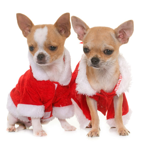 Božično novoletna oblačila za pse
