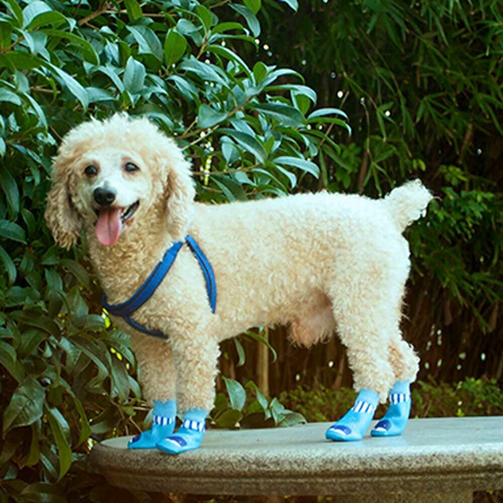 "Modri kit" - modni čevlji za pse