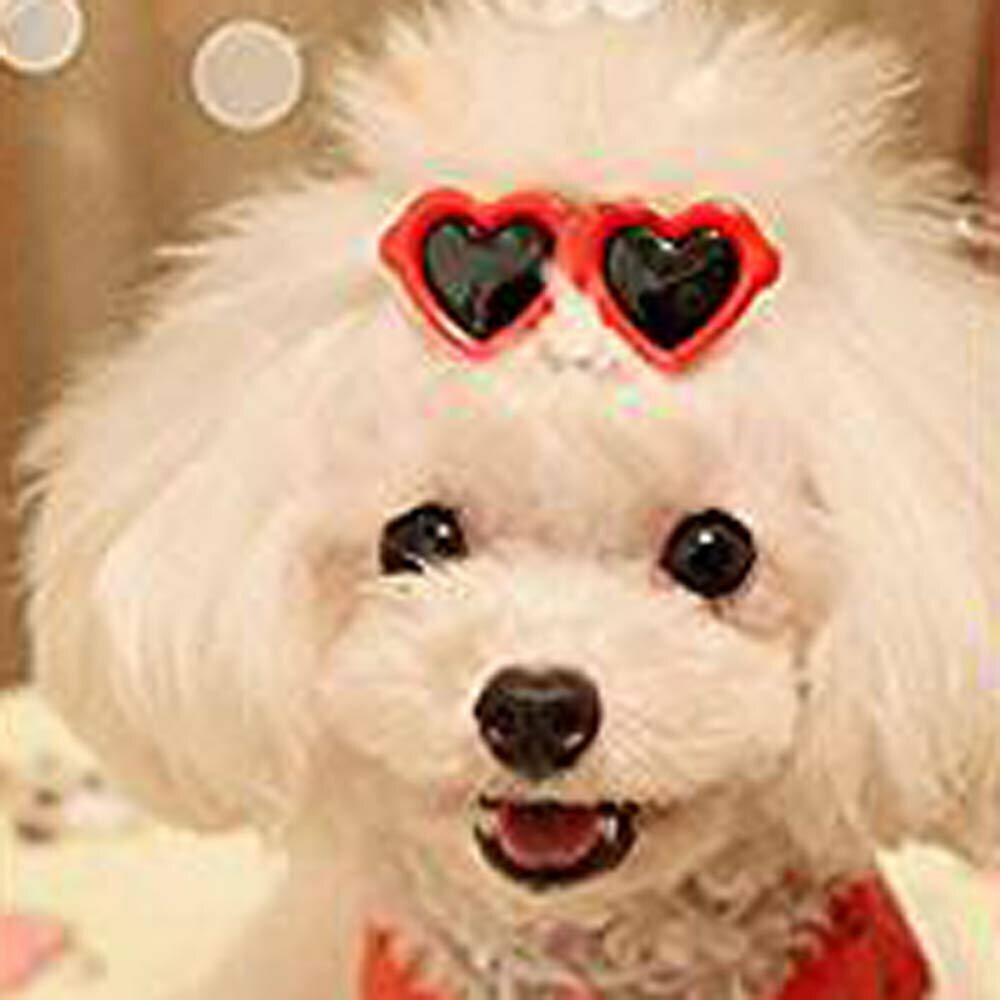 GogiPet® sponka za dlako psov Pink očala za vse vrste dlake