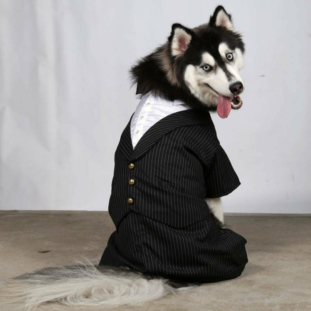 Elegantna obleka za pasje gospode