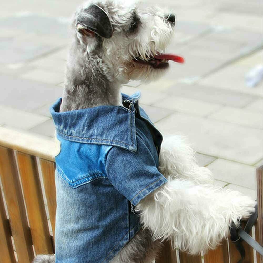 Jeans jakna za psa - lep ovratnik
