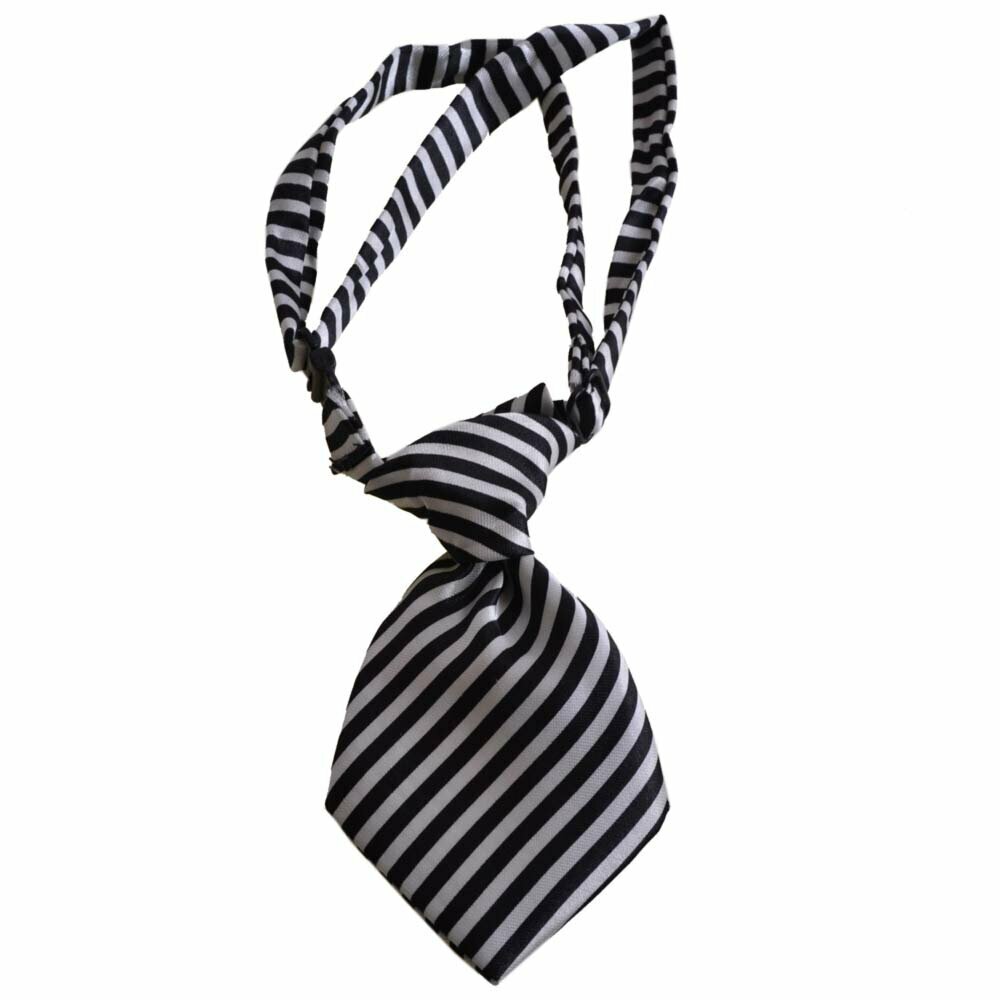 Moderna kravata za psa