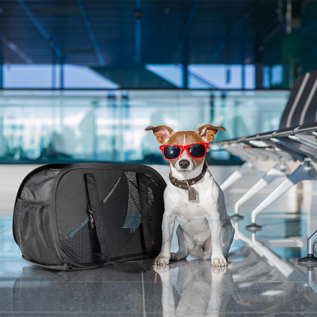 Potovalna torba za pse - mode za pse na potovanju