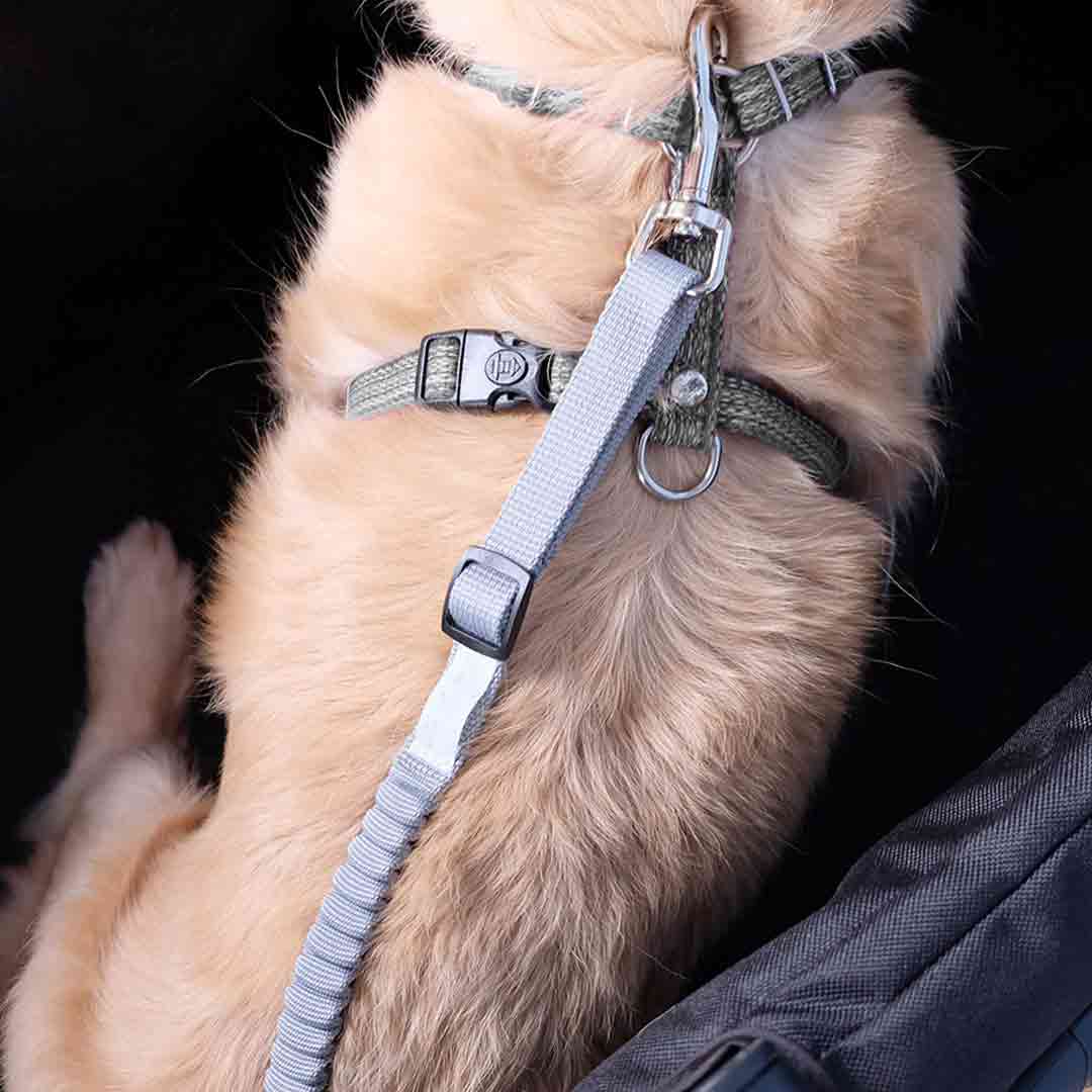 Raztegljiv podaljšek za pasji povodec se namesti na oprsnico ali ovratnico - siva barva