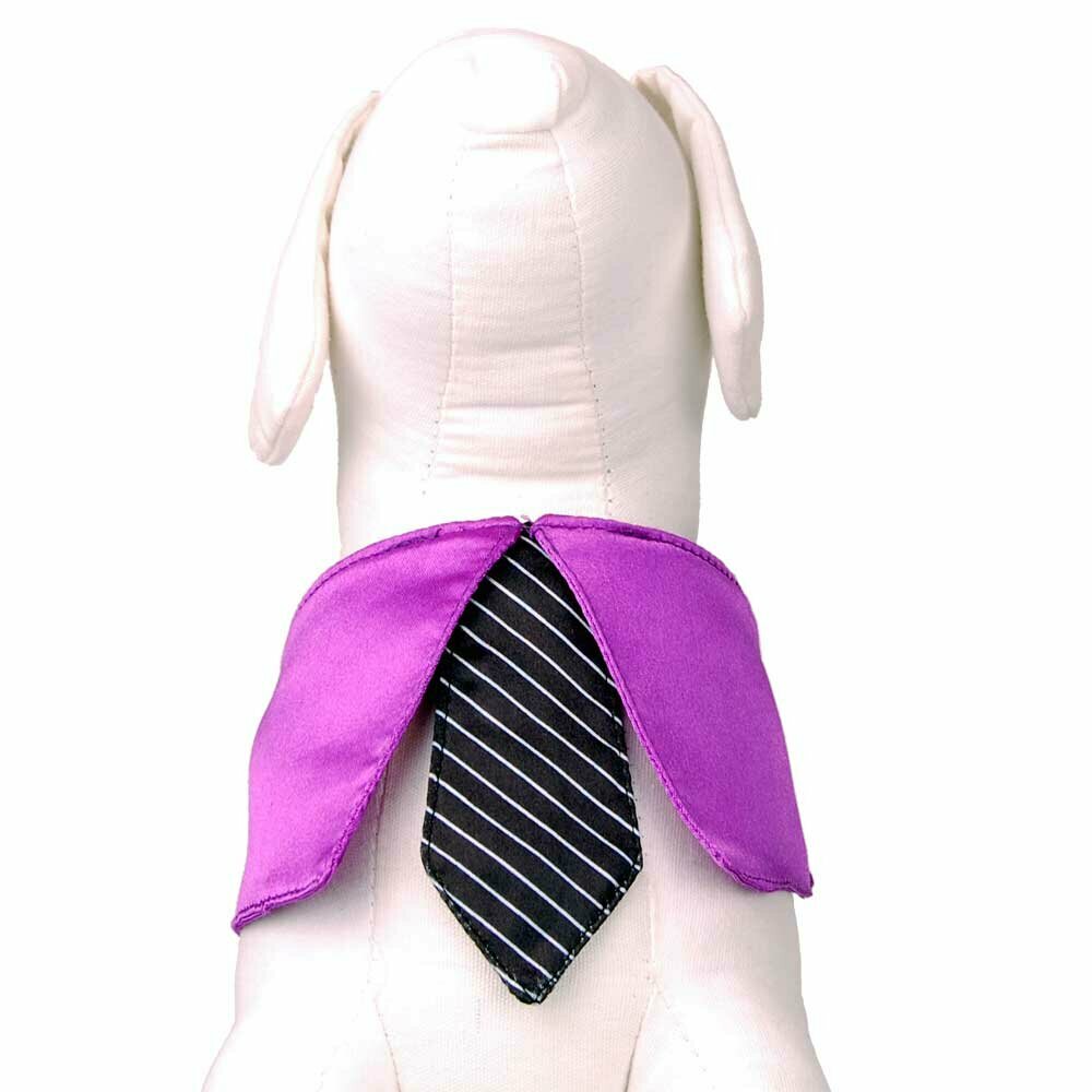 Ovratnice s kravato violet - black L