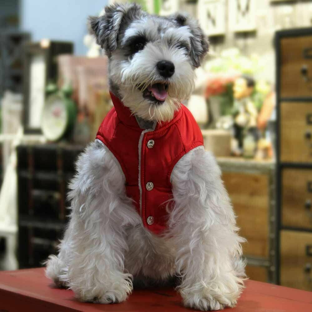 GogiPet zimska jakna za psa "Amor" - rdeča barva, udobno nošenje