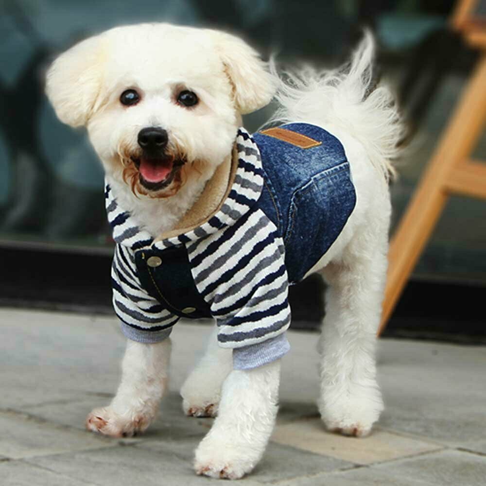 Denim jeans, zimska jakna za pse - modra barva, udobno nošenje