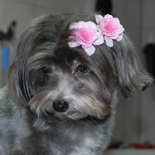 Blinx Pets Flower Hair Decoration