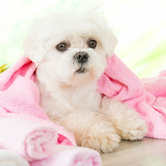 Šampon za belo dlako  - naravni šampon za bele pse