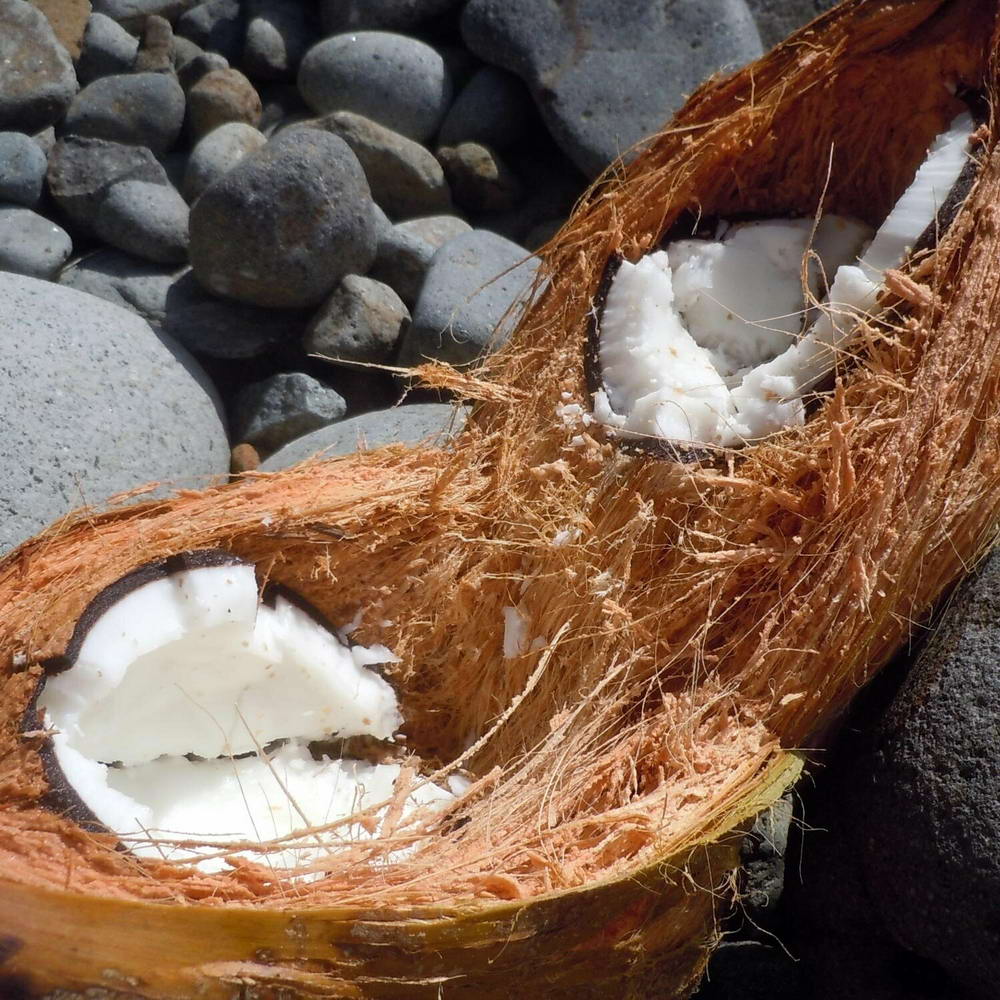 Kokosovo polnilo - igrača za pse iz naravnih materialov