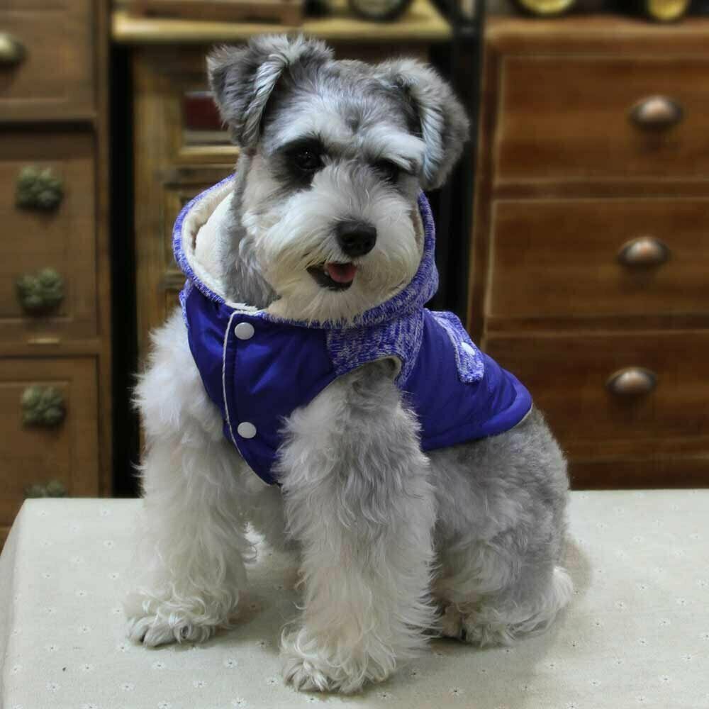 Zimski plašč za psa "Belo" - modra barva, lepo oblikovana kapuca