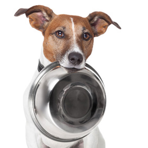 Podloge za hranjenje psov