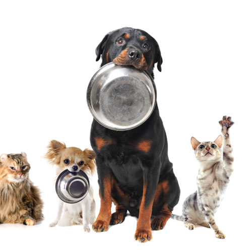 Posode in podloge za hranjenje psov