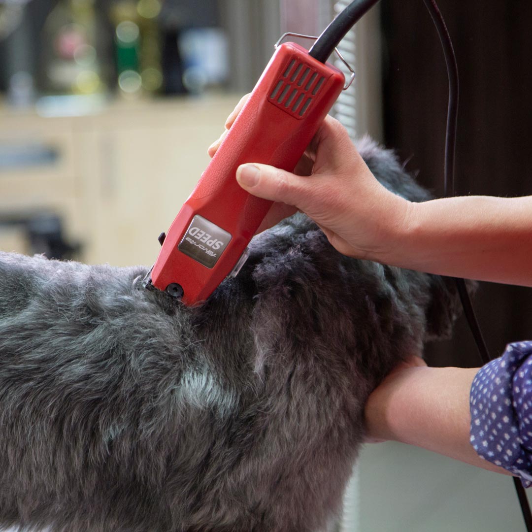 Aesculap Favorita Speed strojček za striženje psov s sprijeto dlako
