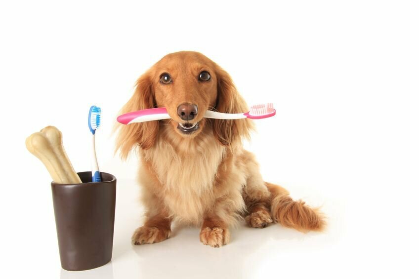 Kako očistiti zobe psa?