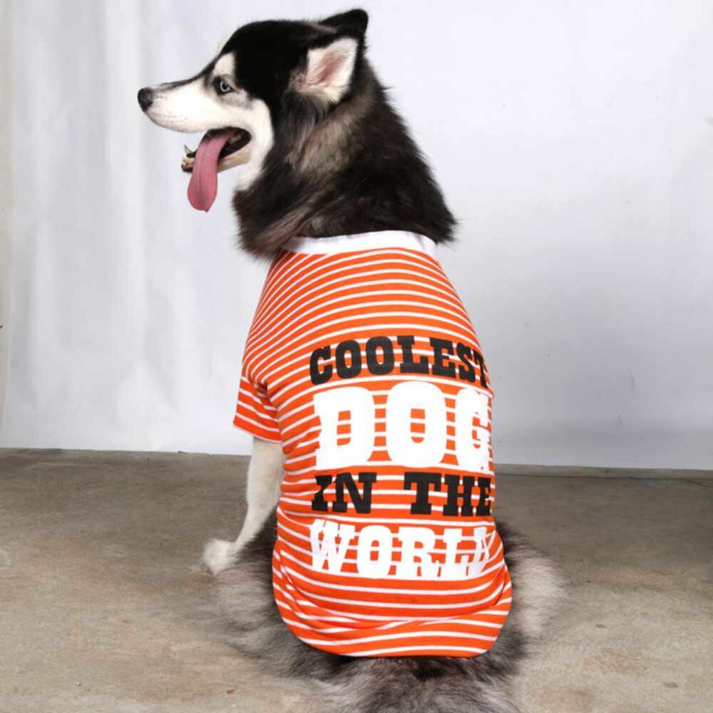DoggyDolly Majice za pse Coolest Dog oranž