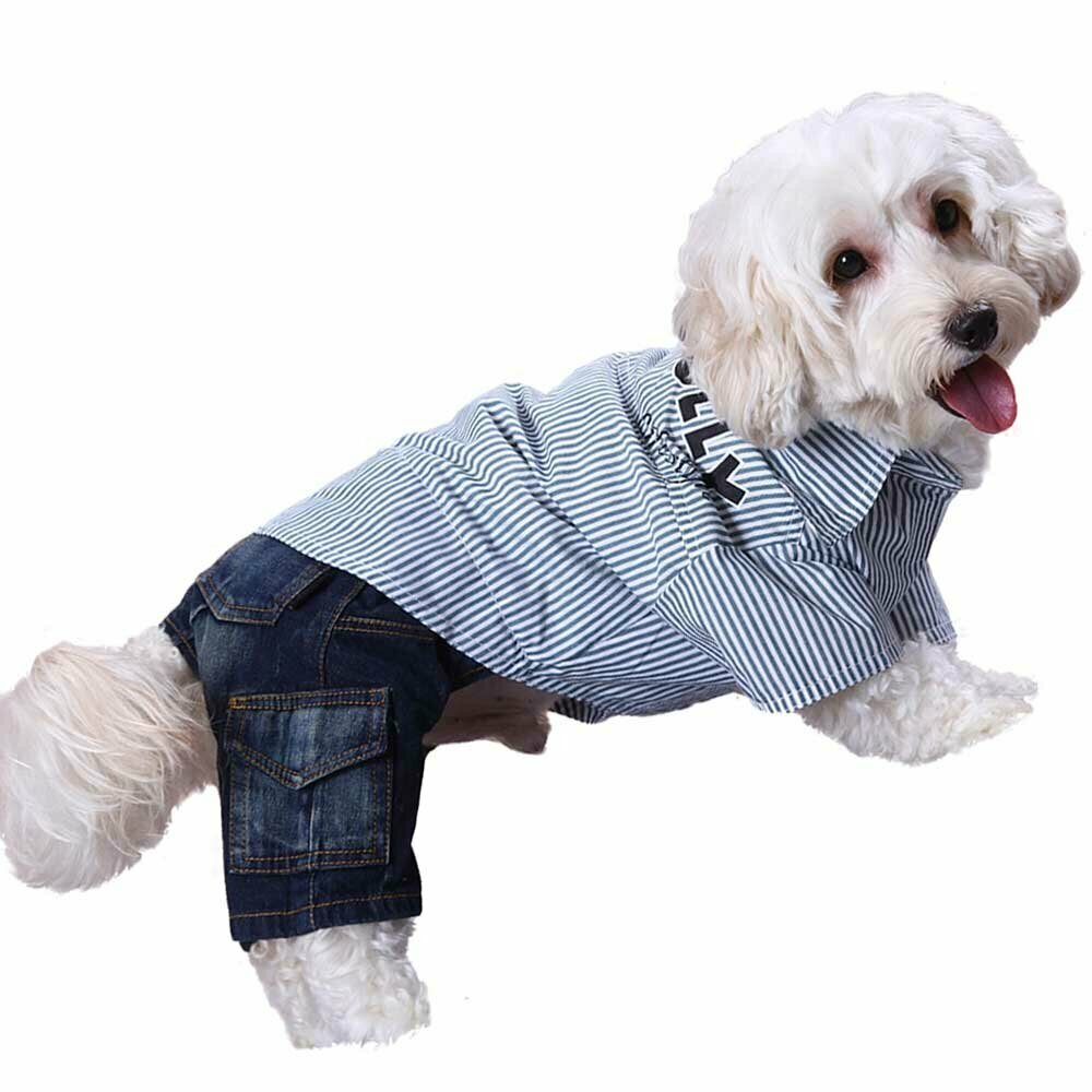 Moderna oblačila za pse DoggyDolly