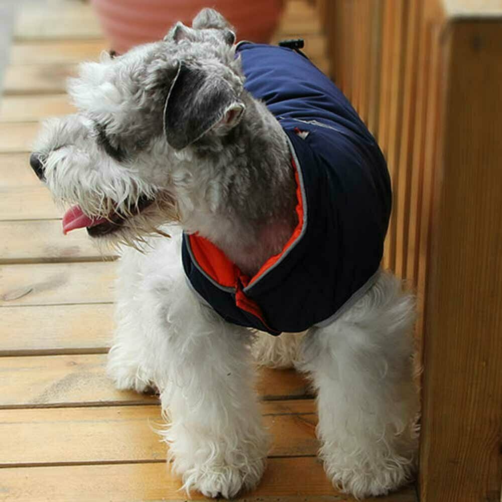 Klasični zimski plašč za psa velike rasti - modro oranžna barva - hitri sistem oblačnja