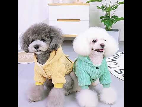 Žametna jakna za pse s kapuco - rumena barva