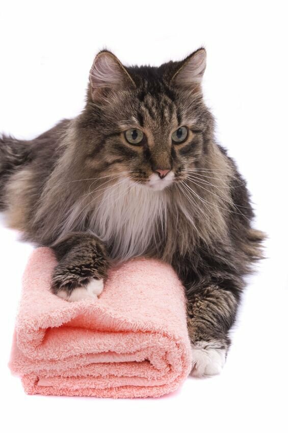 Šampon za kopanje dolgodlakih in kratkodlakih mačk