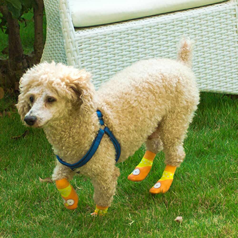 Čevlji za pse - preprosto in hitro obuvanje