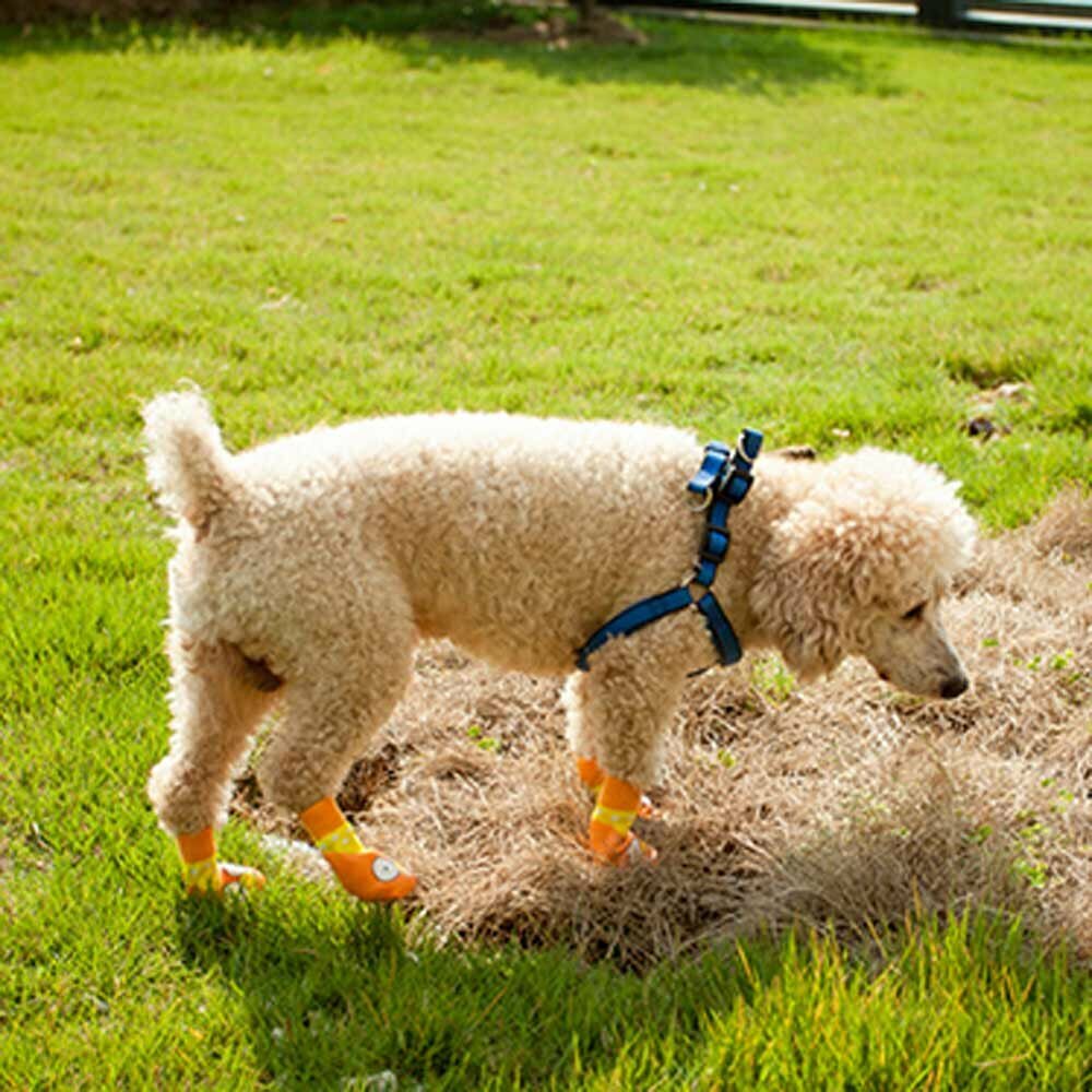 Čevlji za pse Simpson - oranžna barva