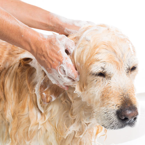 Šamponi za pse in nega