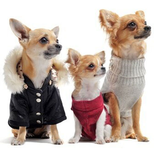 Topla pasja oblačila