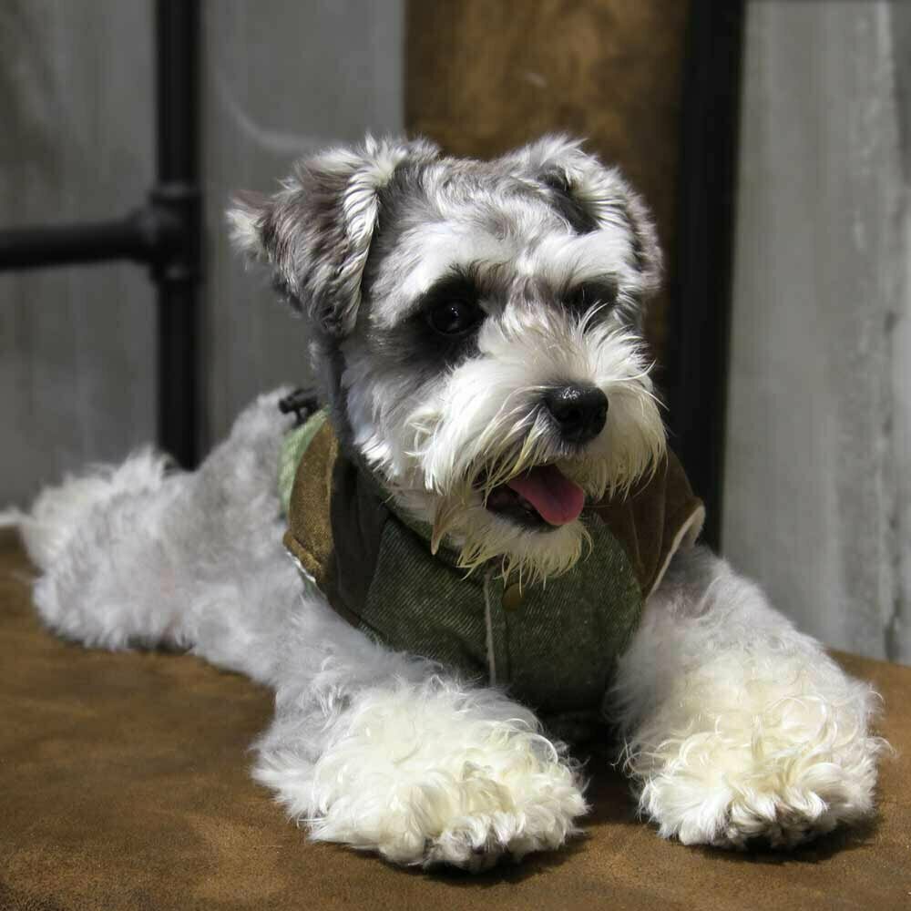 Topla jakna za pse "Celine" - zelena barva, udobno nošenje